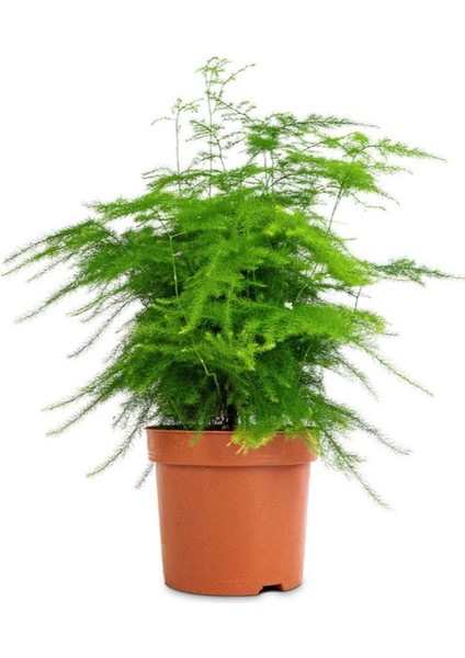 Tül Kuşkonmaz Çiçeği 1 Adet Saksılı 15-30CM Asparagus Setaceus