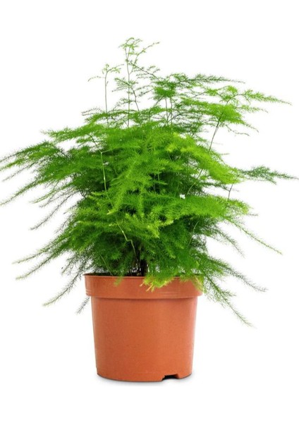 Tül Kuşkonmaz Çiçeği 1 Adet Saksılı 15-30CM Asparagus Setaceus