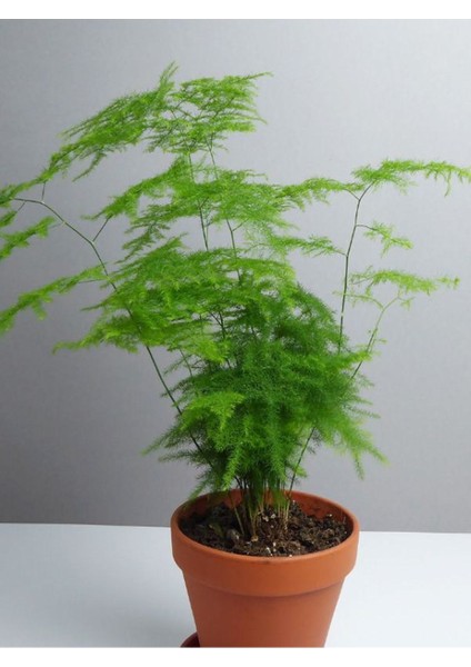 Yabani Tül Kuşkonmaz Çiçeği 1 Adet Saksılı 15-30CM (Asparagus Setaceus)