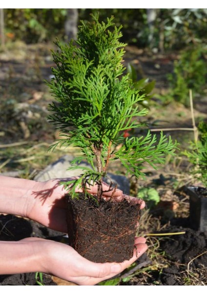 Leylandi Çam Ağacı Fidanı 20 Adet Tüplü 10-25CM (Cupressus Leylandii)