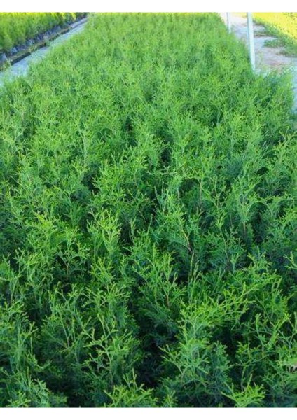 Leylandi Çam Ağacı Fidanı 20 Adet Tüplü 10-25CM (Cupressus Leylandii)