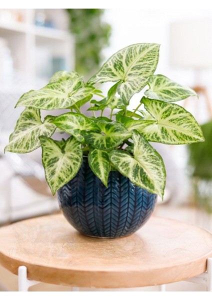Dekoratif Melek Kanadı Sarmaşığı 1 Adet Saksılı 20-40CM Syngonium