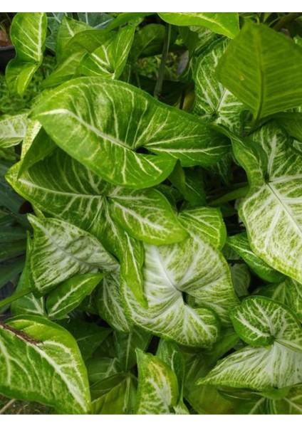 Dekoratif Melek Kanadı Sarmaşığı 1 Adet Saksılı 20-40CM Syngonium modelleri