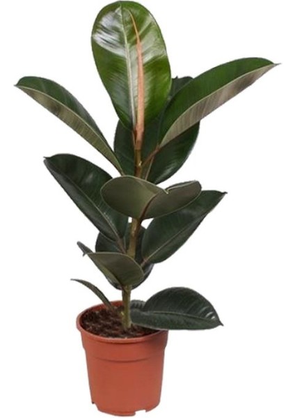 Kauçuk Çiçeği - Ficus Elastica Robusta Saksılı1 Adet 20-45CM