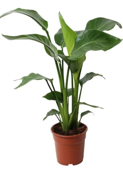 Garden Box Starliçe Cennet Kuşu Strelitzia Nicolai Iç Mekan Salon Çiçeği 50-70CM