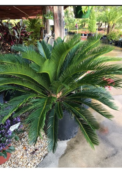 Büyük Boy Fomlu Sikas Japon Sago Palmiyesi 80-10CM Iç Dış Mekan Uygun