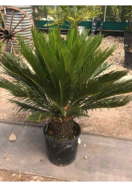 Büyük Boy Fomlu Sikas Japon Sago Palmiyesi 80-10CM Iç Dış Mekan Uygun fiyatları