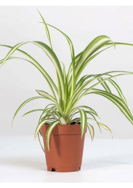 Alacalı Kurdele Çiçeği 1 Adet 20-30CM Salon Çiçeği modelleri