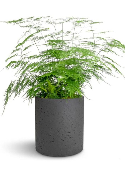 Canlı Formlu Tül Kuşkonmaz Salon Çiçeği 15-30CM (Asparagus Setaceus)