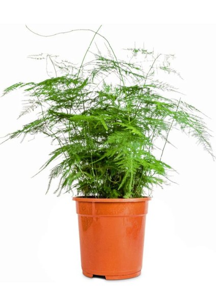 Canlı Formlu Tül Kuşkonmaz Salon Çiçeği 15-30CM (Asparagus Setaceus)