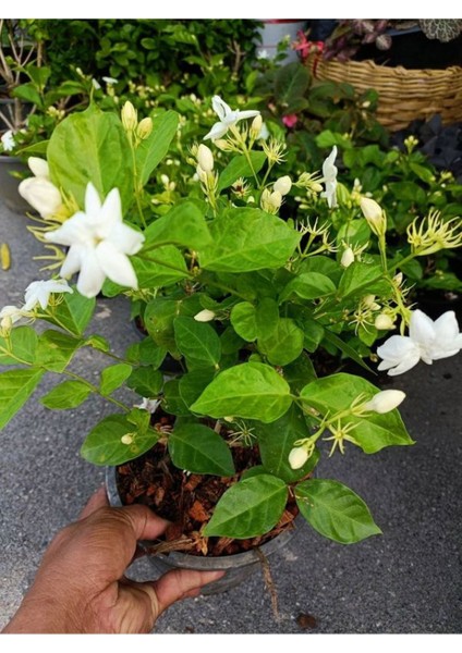Kokulu Ful Yasemin Çiçeği 1 Adet Saksılı 30-60CM Jasminum