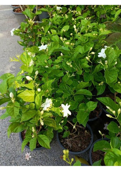 Kokulu Ful Yasemin Çiçeği 1 Adet Saksılı 30-60CM Jasminum