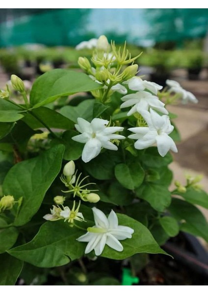 Kokulu Ful Yasemin Çiçeği 1 Adet Saksılı 30-60CM Jasminum