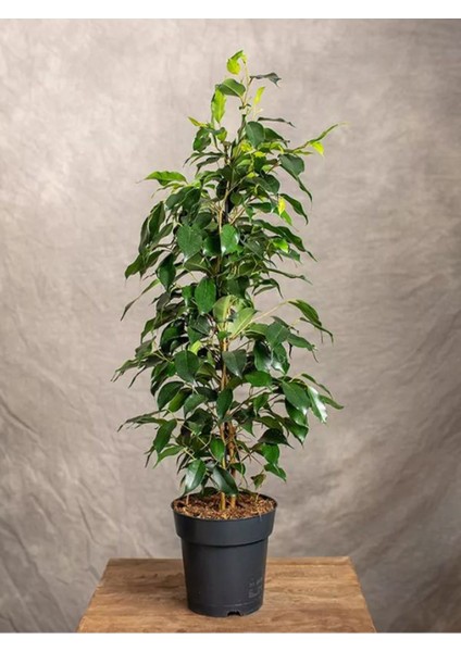 Canlı Parlak Yeşil Benjamin Çiçeği 40-60CM 1 Adet Saksılı