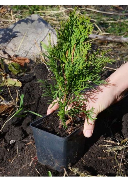 Leylandi Çam Fidanı 10-25CM 30 Adet Tüplü Bahçe Bitkisi (Cupressus Leylandii) fiyatları