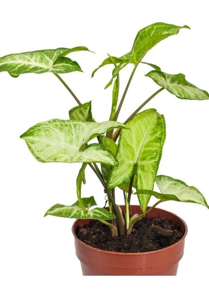 Syngonium Melek Kanadı Çiçeği 1 Adet Saksılı 20-30CM Iç Mekan Salon Çiçeği