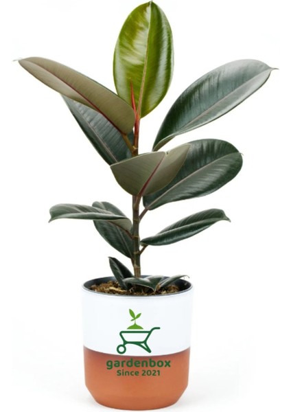 Dekoratif Saksılı Ficus Elastica Midi Boy Kauçuk Çiçeği 1 Adet Saksılı 20-45CM