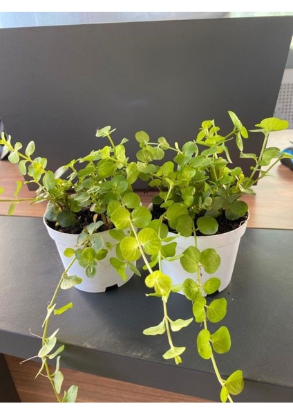 Sarı Kız Atın Kolye Ofis Masa Çiçeği 1 Adet 8,5 Saksıda Hediyelik