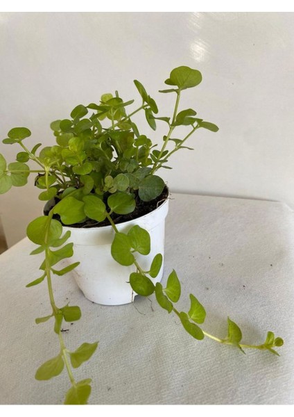 Sarı Kız Atın Kolye Ofis Masa Çiçeği 1 Adet 8,5 Saksıda Hediyelik modelleri