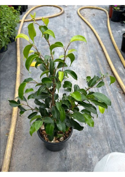 Canlı Benjamin Çiçeği 1 Adet Saksılı 30-60CM Ficus Benjamina