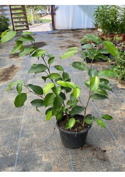 Canlı Benjamin Çiçeği 1 Adet Saksılı 30-60CM Ficus Benjamina