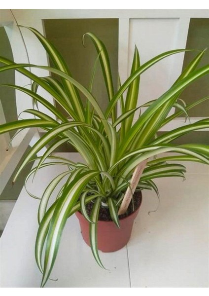 Dolgun Formlu Chlorophytum Comosum Kurdele Çiçeği 20-40CM