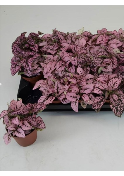 3 Farklı Renk Hostes Çiçeği Saksılı 10-15CM Salon Çiçeği(Hypoestes) modelleri