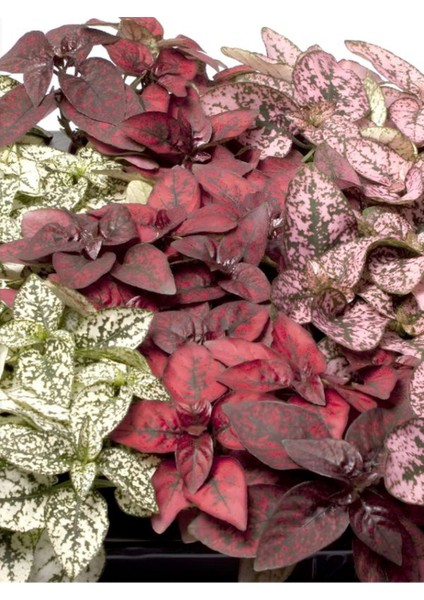 3 Farklı Renk Hostes Çiçeği Saksılı 10-15CM Salon Çiçeği(Hypoestes) fırsatları