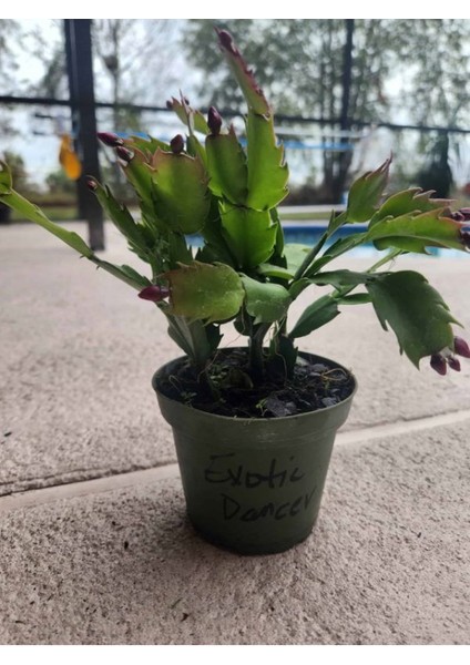 Istenilen Renk Yılbaşı Çiçeği 1 Adet Sakslı 10-20CM Schlumbergera