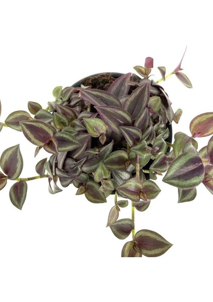 Tradescantia Zebrina Alacalı Telgraf Çiçeği 1 Adet Makrome Saksılı 30-50CM