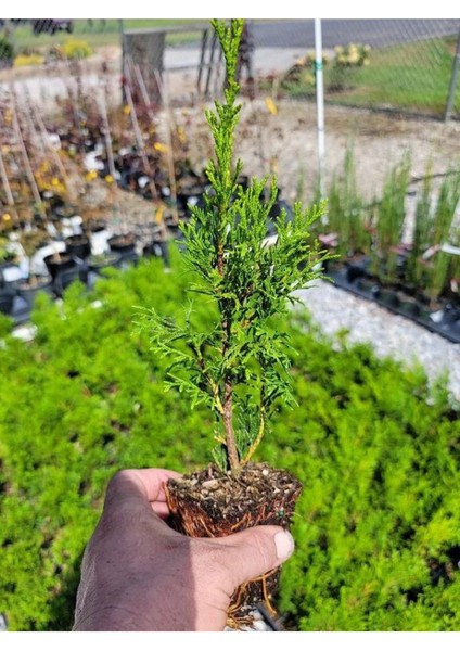 Bahçe Dekorasyon Leylandi Çam Fidanı 20 Adet Tüplü (10-25CM) Cupressus