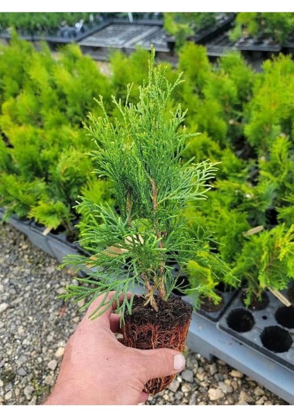 Bahçe Dekorasyon Leylandi Çam Fidanı 20 Adet Tüplü (10-25CM) Cupressus modelleri