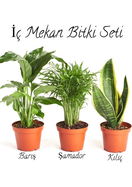 Iç Mekan Çiçek Seti Barış Çiçeği- Şamador(Areka)-Sarı Kılıç ÇIÇEĞI(20-30CM)