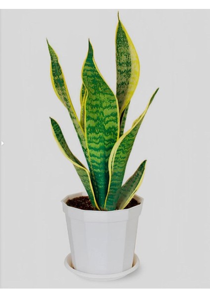 Iç Mekan Çiçek Seti Barış Çiçeği- Şamador(Areka)-Sarı Kılıç ÇIÇEĞI(20-30CM)