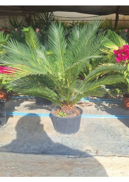 Dolgon Fomlu Cycas Peyzaj Çiçeği 60-80CM 1 Adet Saksılı Sikas modelleri