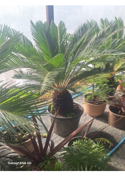 Dolgon Fomlu Cycas Peyzaj Çiçeği 60-80CM 1 Adet Saksılı Sikas fırsatları
