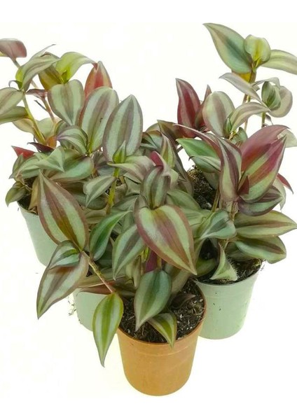 Alacalı Yeşil Renk Telgraf Çiçeği 3 Adet Saksılı Mini Boy