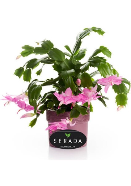 Pembe Renk Yılbaşı Çiçeği 1 Adet 10-15CM Pink Schlumbergera