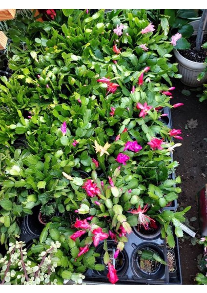 Pembe Renk Yılbaşı Çiçeği 1 Adet 10-15CM Pink Schlumbergera