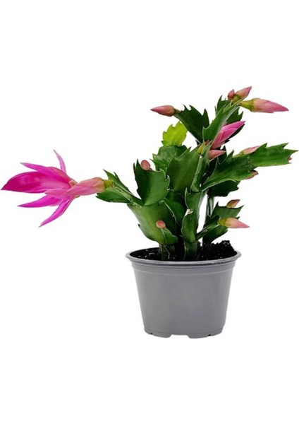 Pembe Renk Yılbaşı Çiçeği 1 Adet 10-15CM Pink Schlumbergera