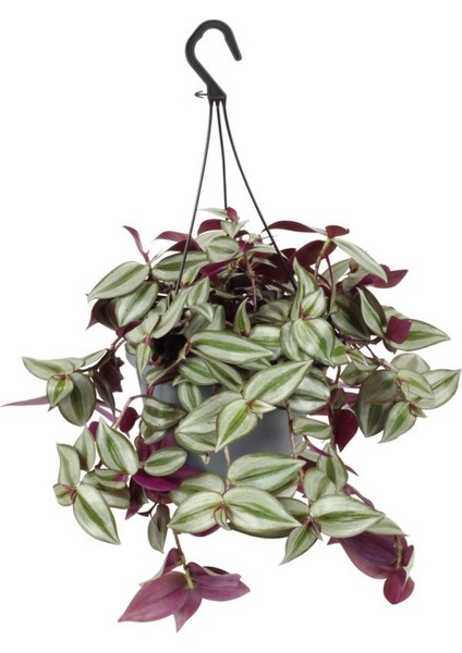 Canlı Formlu Yeşil Renk Telgraf Alacalı Telgraf Çiçeği 30-50CM Makrome Saksılı