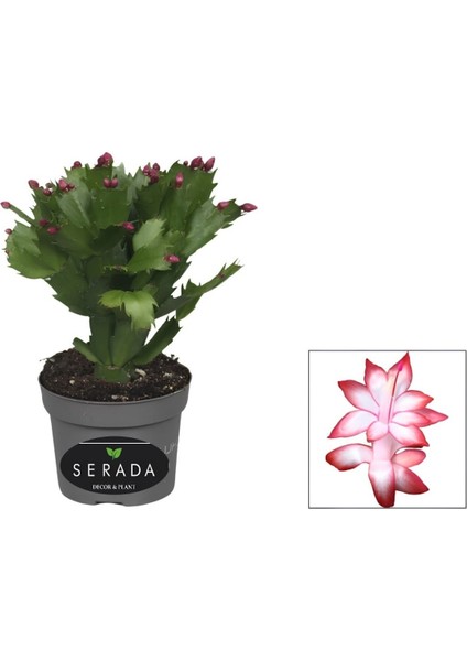Kırmızı Renk Yılbaşı Çiçeği Saksılı 10-15CM 1 Adet Red Schlumbergera Truncata