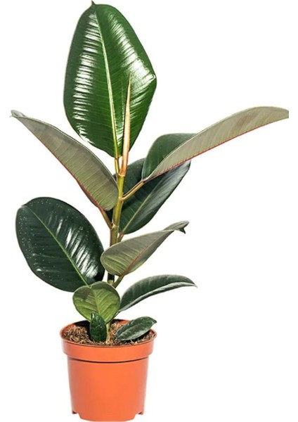 Ficus Elastica Robusta Yeşil Yaprak Kauçuk Ev Ofis Bitkisi Salon Çiçeği 20-45CM