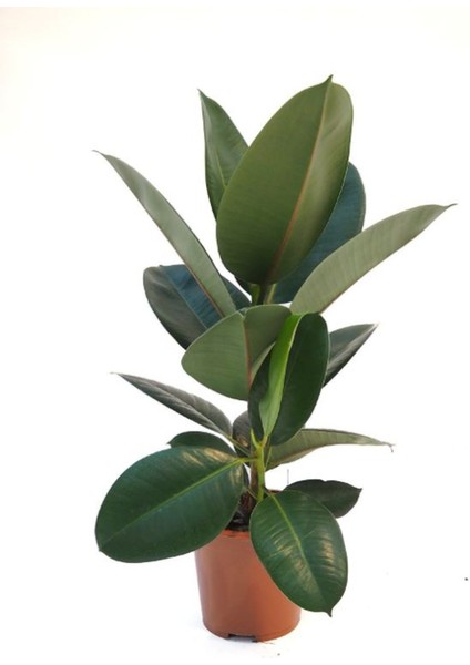 Kauçuk Çiçeği Salon Ofis Bitkisi Mini Boy 1 Adet Saksılı 20-45CM