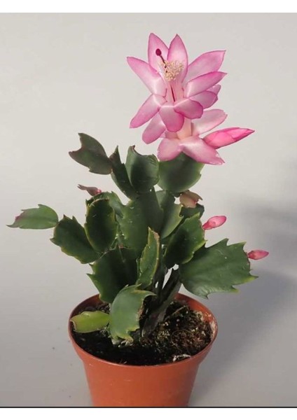 Açık Pembe Renk Schlumbergera Truncata Yılbaşı Çiçeği 1 Adet 10-15CM