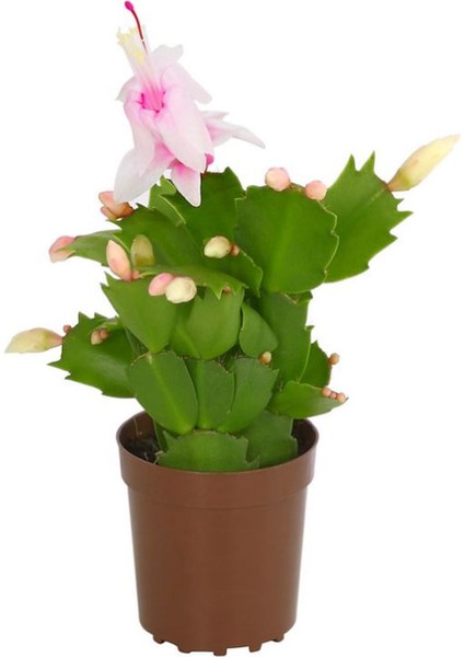 Yılbaşı Kaktüsü Beyaz Renk Yılbaşı Çiçeği 10-15CM White Schlumbergera