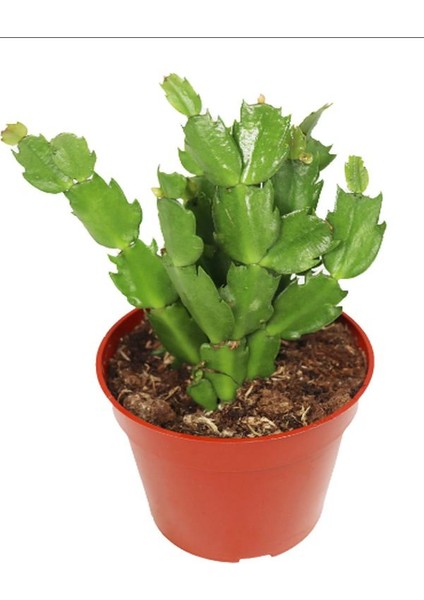 Yılbaşı Kaktüsü Beyaz Renk Yılbaşı Çiçeği 10-15CM White Schlumbergera fiyatları