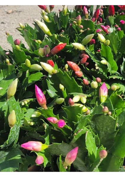 Sarı Enk Yılbaşı Çiçeği 1 Adet Saksılı 10-15CM Schlumbergera Truncata