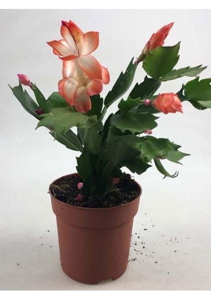 Yılbaşı Kaktüsü Somon Rengi Yılbaşı Çiçeği 10-15CM Schlumbergera Truncata