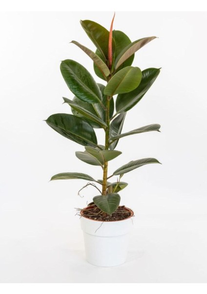 Hediyelik Mini Boy Kauçuk Çiçeği Canlı Yapraklı 20-45CM (Ficus Elastica)